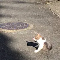 長崎の猫雑貨の写真・動画_image_327587