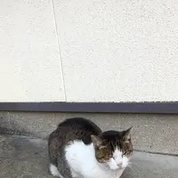 長崎の猫雑貨の写真・動画_image_327823