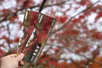 東福寺の写真・動画_image_328138