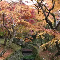 東福寺の写真・動画_image_328139
