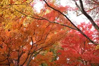 東福寺の写真・動画_image_328140