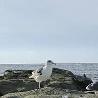 千畳敷の写真・動画_image_328175