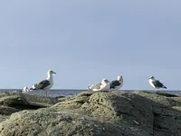 千畳敷の写真・動画_image_328181