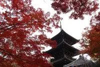 真如堂（真正極楽寺）の写真・動画_image_328196