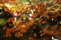 東寺（教王護国寺）の写真・動画_image_328199