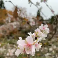 湖東三山西明寺 紅葉名所の写真・動画_image_328334