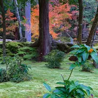 湖東三山西明寺 紅葉名所の写真・動画_image_328335