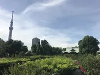 亀戸天神社の写真・動画_image_330382