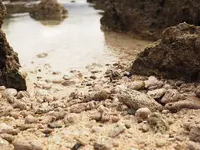 シャークスコーブの写真・動画_image_330487