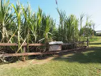 ハワイ プランテーション ビレッジの写真・動画_image_330528