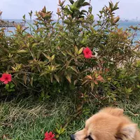 波の上うみそら公園の写真・動画_image_330864
