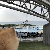 沖縄美ら海水族館の写真・動画_image_331043