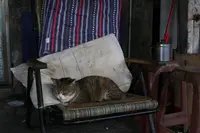 侯硐の写真・動画_image_331248