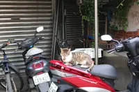 侯硐の写真・動画_image_331249