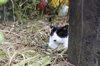 侯硐の写真・動画_image_331253