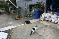 侯硐の写真・動画_image_331355