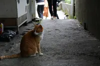 侯硐の写真・動画_image_331357
