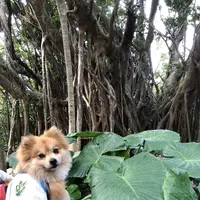 大石林山の写真・動画_image_331626