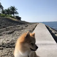 波の上うみそら公園の写真・動画_image_331731