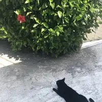 瀬長島ウミカジテラスの写真・動画_image_331997