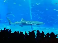 沖縄美ら海水族館の写真・動画_image_332588