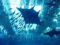 沖縄美ら海水族館の写真・動画_image_332589