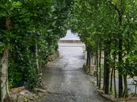 備瀬のフクギ並木の写真・動画_image_332590