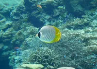 沖縄美ら海水族館の写真・動画_image_332591