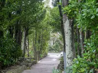 備瀬のフクギ並木の写真・動画_image_332594