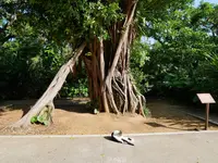 首里城の写真・動画_image_332603