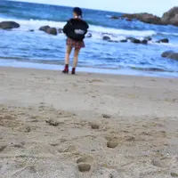桜井二見ケ浦の写真・動画_image_333247