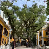 セナド広場（Senado Square）の写真・動画_image_334611