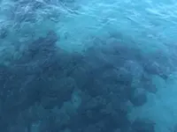 辰ノ島の写真・動画_image_334642