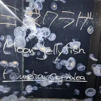 京都水族館の写真・動画_image_334713