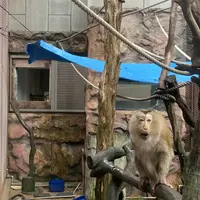 Macao Giant Panda Pavilionの写真・動画_image_334953