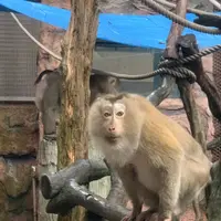 Macao Giant Panda Pavilionの写真・動画_image_335068