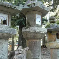 春日大社の写真・動画_image_335893