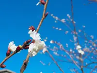 元興寺の写真・動画_image_335924