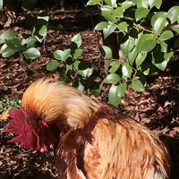 八剣宮の写真・動画_image_336342