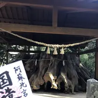 国造神社の写真・動画_image_338438