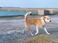 大神島の写真・動画_image_338998