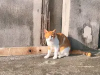 大神島の写真・動画_image_339001