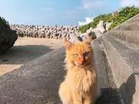 大神島の写真・動画_image_339003