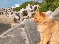 大神島の写真・動画_image_339004