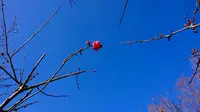 府中市郷土の森博物館の蝋梅の写真・動画_image_339222