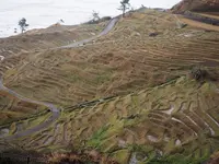 白米千枚田の写真・動画_image_340543