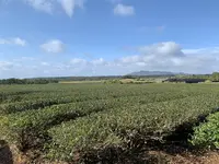 嵐山展望台の写真・動画_image_340740