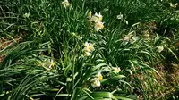 権現堂公園の写真・動画_image_341972