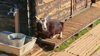 権現堂公園の写真・動画_image_341977