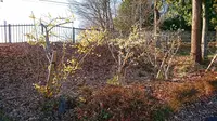 東松山ぼたん園の写真・動画_image_341980